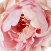 Bouquet of Peonies - Soft Pink