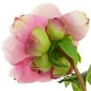 Bouquet of Peonies - Soft Pink