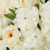 Bouquet of Peonies - Soft White