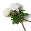 Bouquet of Peonies - Soft White
