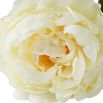 Bouquet of Peonies - Soft White