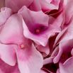 Real Touch Bouquet of Hydrangeas - 48 pcs - Pink