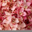Real Touch Bouquet of Cymbidium Orchids - 36 pcs - Pink/Peach