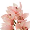 Real Touch Bouquet of Cymbidium Orchids - 36 pcs - Pink/Peach