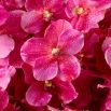 Real Touch Bouquet of Vanda Orchids - 24 pcs - Pink