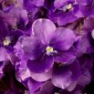 Real Touch Bouquet of Vanda Orchids - 24 pcs - Purple