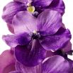 Real Touch Bouquet of Vanda Orchids - 24 pcs - Purple