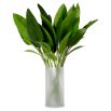 Bundle of Strelitzia Leaves - 36 pcs - Green