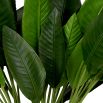 Bundle of Strelitzia Leaves - 36 pcs - Green