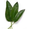 Bundle of Strelitzia Leaves - 36 pcs - Green