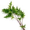 Bundle of Tender Leaves - 36 pcs - Green