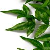 Bundle of Tender Leaves - 36 pcs - Green