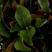 Bundle of Magnolia Leaves - 24 pcs - Green & Brown