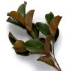 Bundle of Magnolia Leaves - 24 pcs - Green & Brown