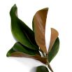 Bundle of Magnolia Leaves - 24 pcs - Green & Brown