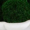 Awaken Moss Centrepiece