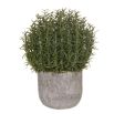 Natural Rosemary Bush Ball In Grey Cement Pot