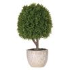 Green Miniature Boxwood