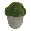 decorative moss plant in concrete pot