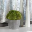 decorative moss plant in concrete pot