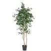 A multi-stemmed ficus tree in a black plastic pot