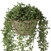 A stylish and artificial string of pearls succulent in a cement plant pot
