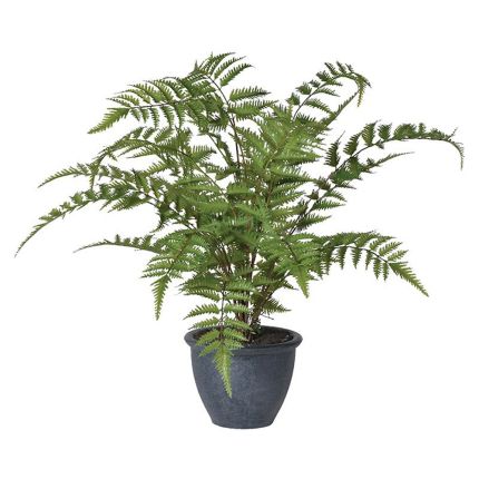 Bracken Fern Bush