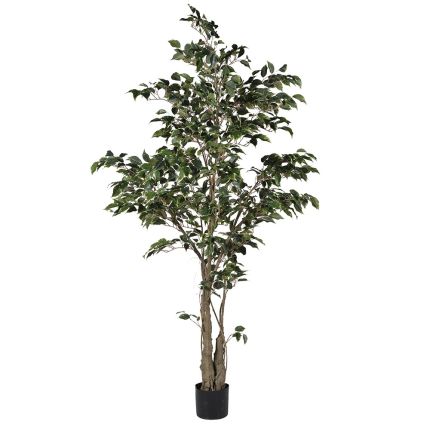 Fiscus Tree in Pot
