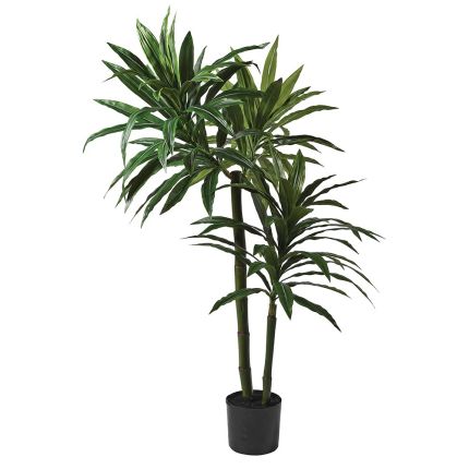 Tahlia Dracaena Plant