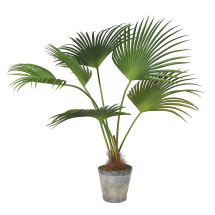 Kuala Palm Plant