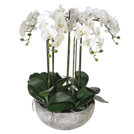 Medium Potted Orchid
