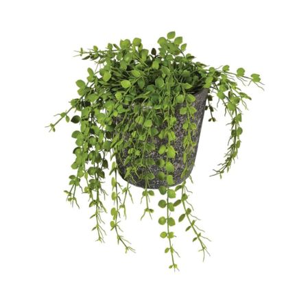 Port Hanging Plant